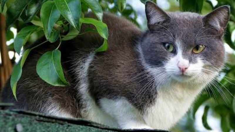 blog-een-kat-in-het-nauw.jpg.36b7f33118e7c1178fea77f1a59a5e43.jpg